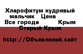 Хларофитум кудрявый мальчик › Цена ­ 30 - Все города  »    . Крым,Старый Крым